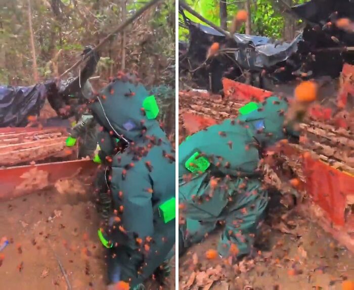 Removing a Giant Hornets Nest? Nope, Not for Me!