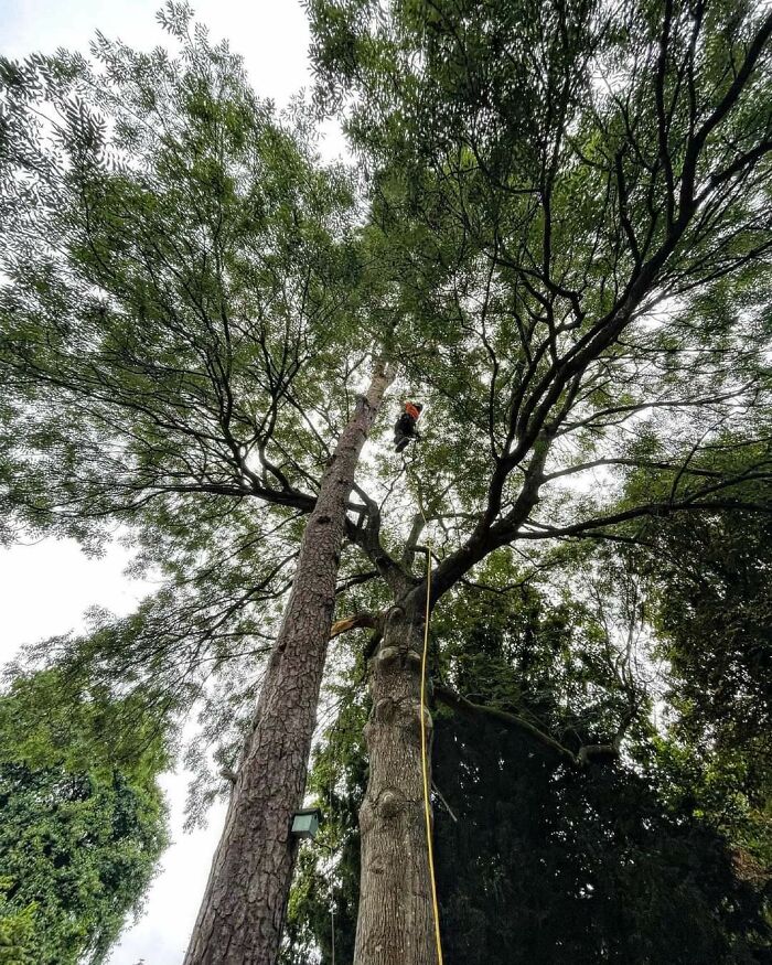 Climbing Massive Trees for Work—Megalophobia Much?