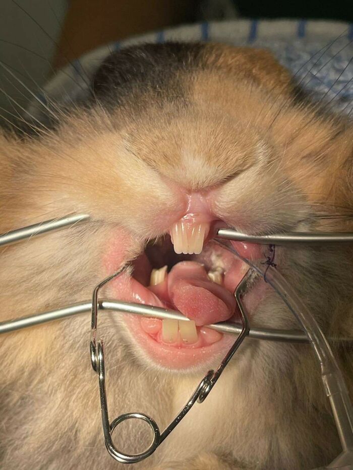 This Rabbit Getting Dental Work is Honestly a Little Creepy