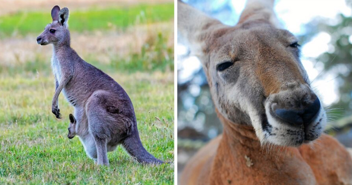 35 Mind-Blowing Kangaroo Facts That’ll Make You Say Wow!