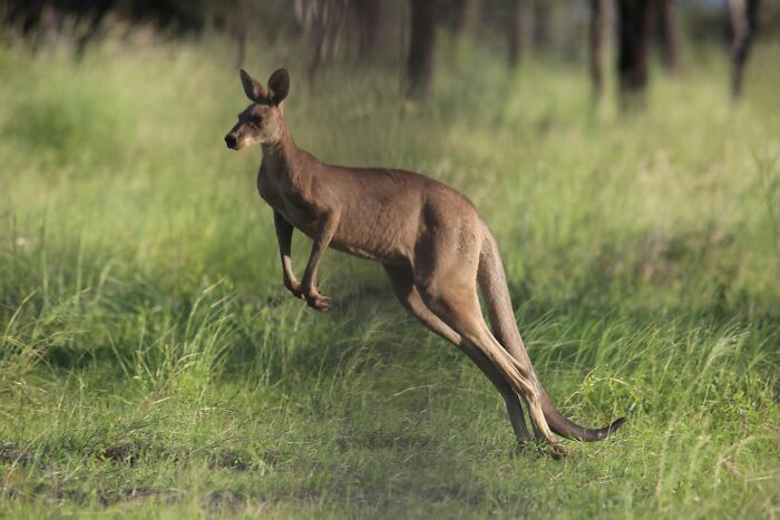 Kangaroos Basically Can't Back Up (No, Really!)