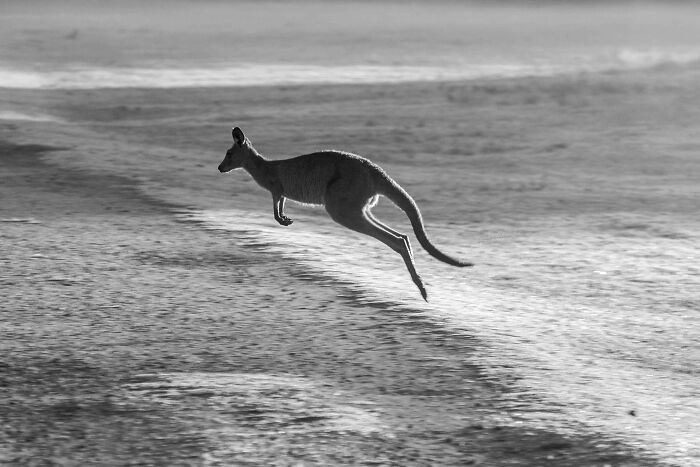 Kangaroos Don’t Walk Like You or Me