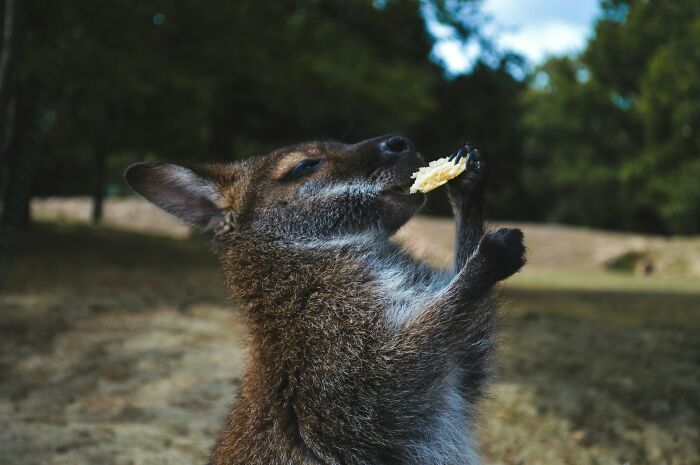 Mom Kangaroos Make Two Kinds of Milk at Once