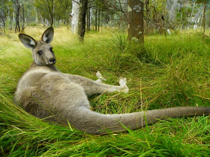 Kangaroos Are Official ‘Big Foots’