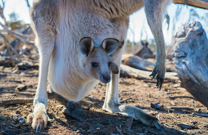 Baby Joeys: Tiny as Jellybeans