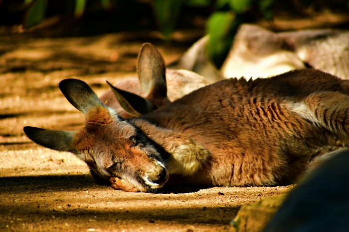 Kangaroos Are Night Owls (Or Night Hoppers)