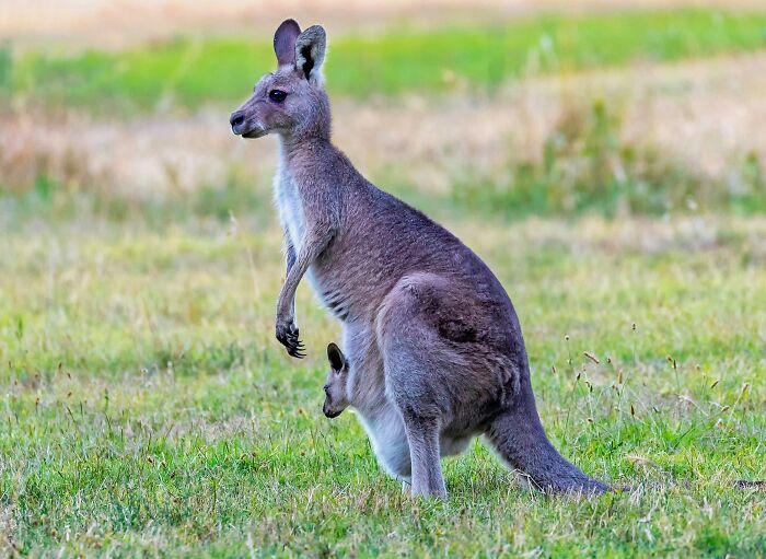 Kangaroo Mamas Can Hit Pause on Pregnancy