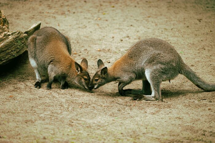 Kangaroos Say Hi By Touching Noses