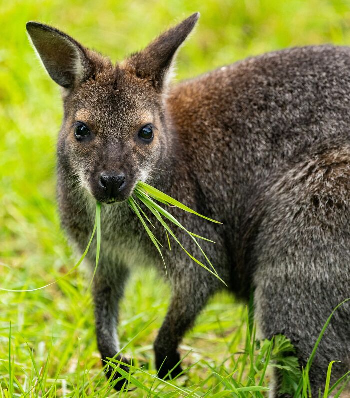 Kangaroos Are Full-Time Plant Eaters
