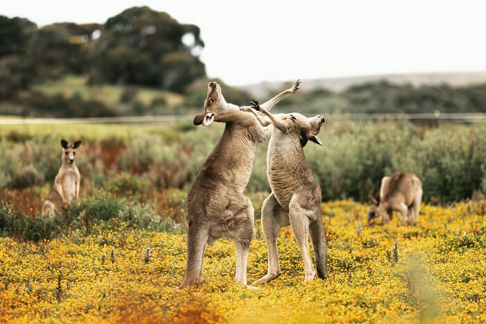 Don’t Mess With Their Muscles—Kangaroos Are Strong!
