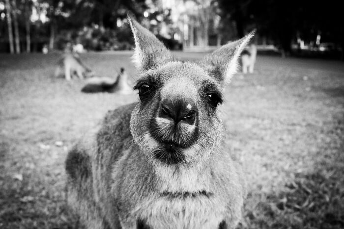 Kangaroos: The Face of Australia