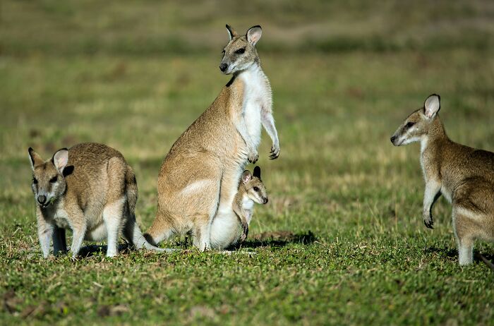 There’s More Than One Kind of Kangaroo