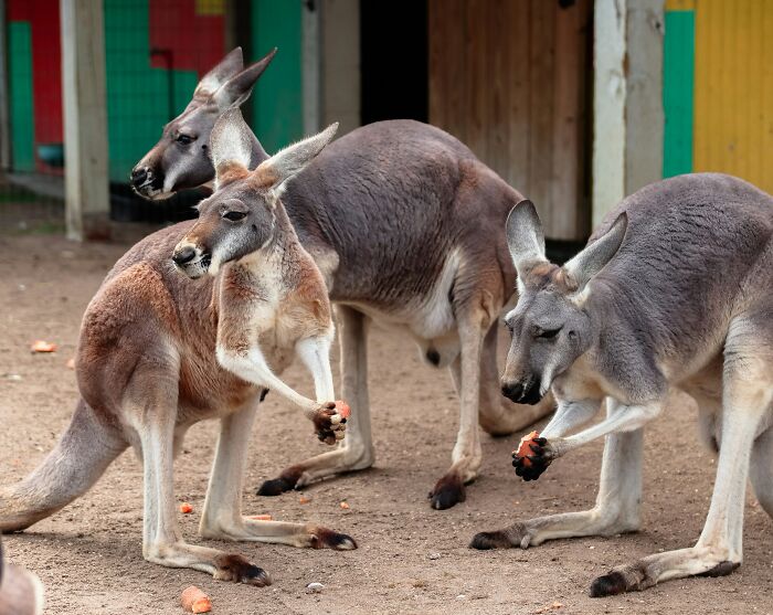 Kangaroos Are Environmentally Friendly Fart Machines