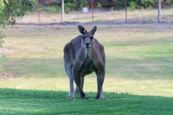 Kangaroos Are The Biggest Marsupials On Earth
