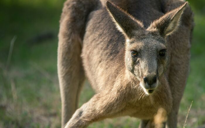 Most Kangaroos Are Proud Lefties