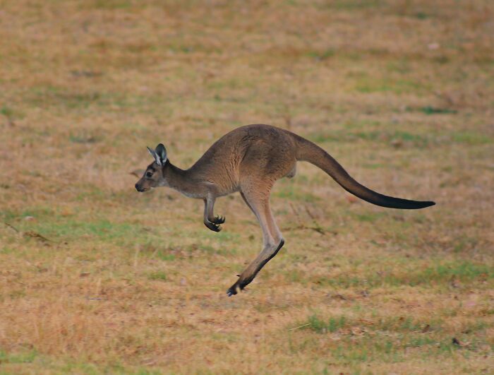Kangaroos Can Jump Like You’ve Never Seen
