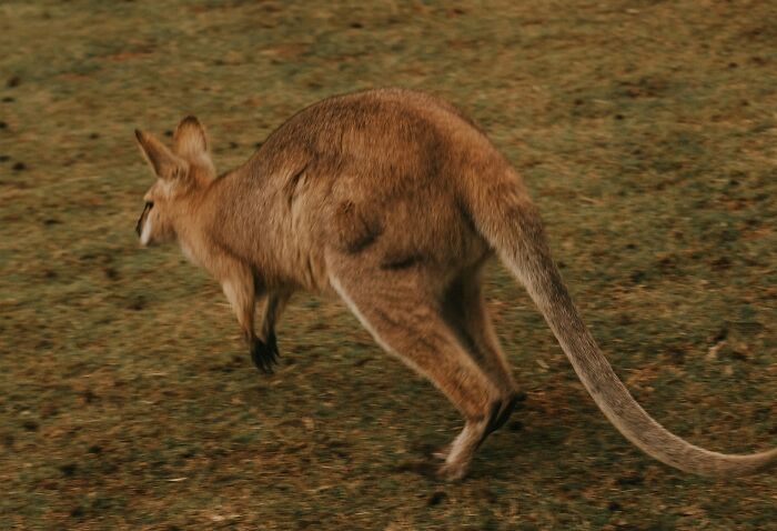 Their Tails Aren’t Just for Show: Kangaroos Have a ‘Fifth Leg’