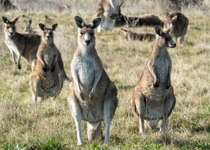 Kangaroo Groups Are Called Mobs, Troops, or Courts