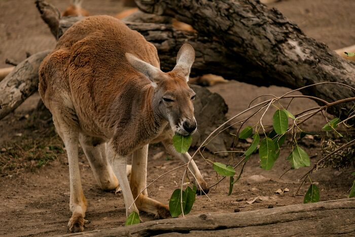 Male Kangaroos Show Off by Tossing Grass