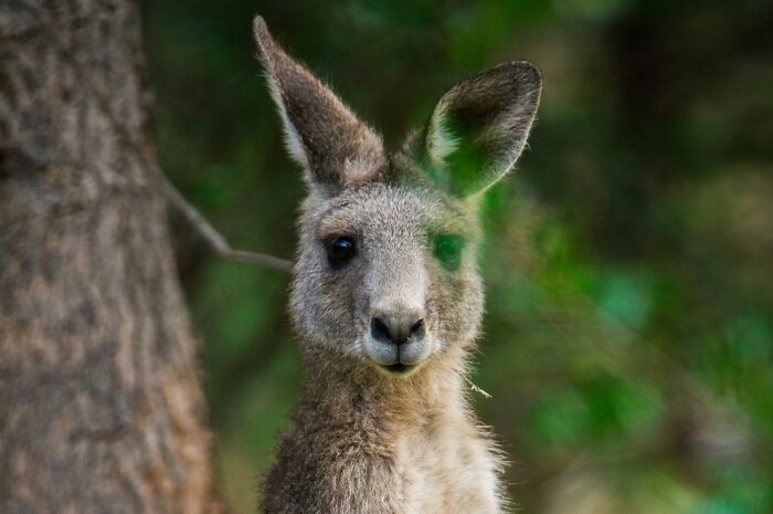 Kangaroos Have Crazy Fancy Ears