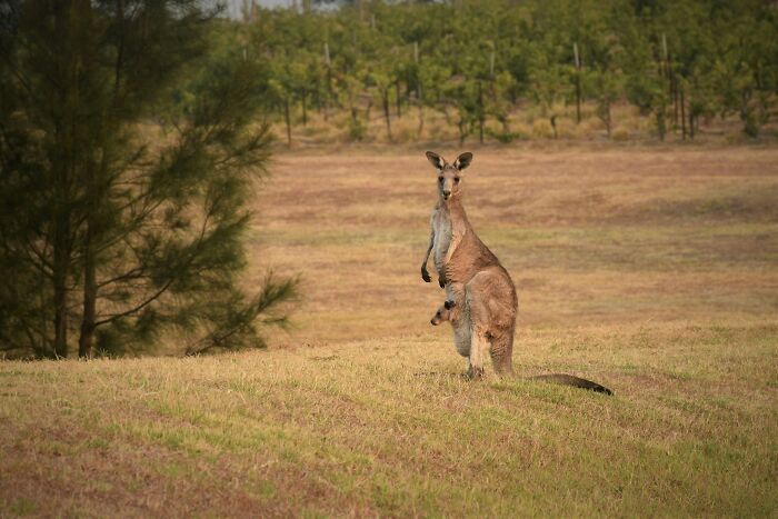 Some Kangaroo Moms Choose Their Own Survival Over Babies