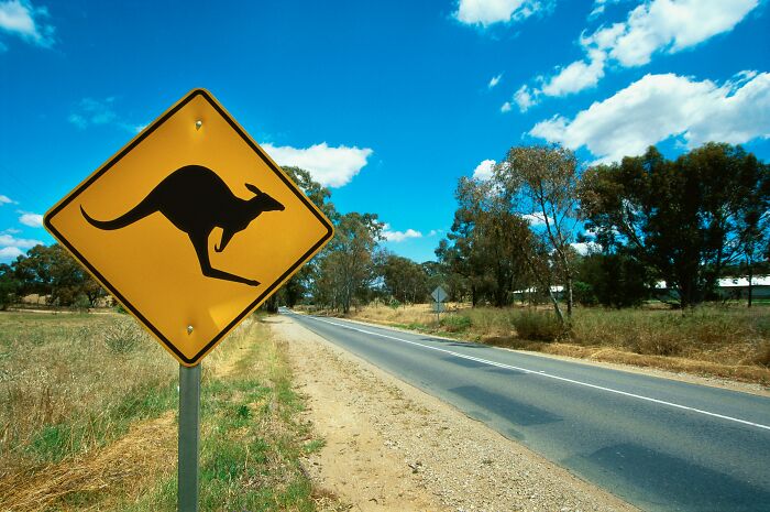 Kangaroos Are Road Crossing Champions (Sometimes in Trouble)