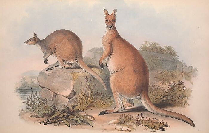The Word ‘Kangaroo’ Came from an Aboriginal Language