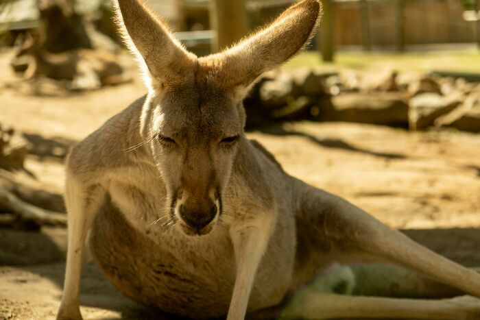 Kangaroos Are Legal Targets for Meat and Skin (It’s Complicated)