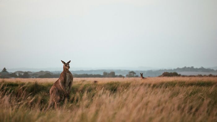 Wild Kangaroos Are Aussie and New Guinea Natives