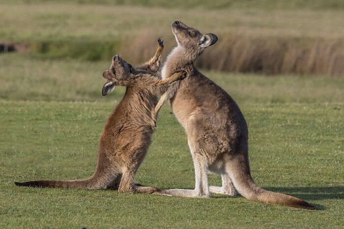 Male Kangaroos Are Pro Fighters in Boxing Matches
