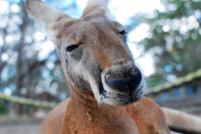 Kangaroos Don’t Live Forever (But It’s Not Too Short)