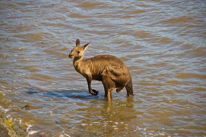 Kangaroos Are Surprisingly Great Swimmers