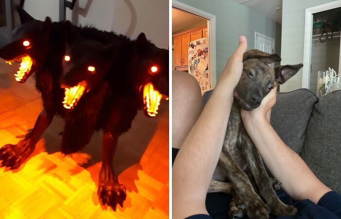 Show Me Your Spookiest, Goofiest Animal Pics!