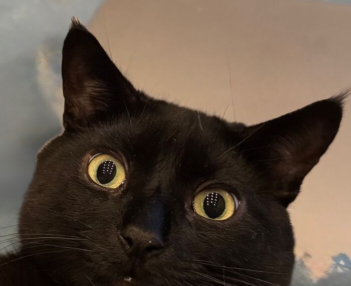 Squiggle’s Upside-Down Pet Request (But Freaked Out)