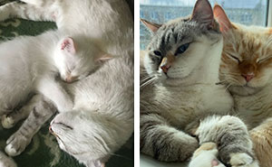 Wait Till You See These Kittens All Grown Up!