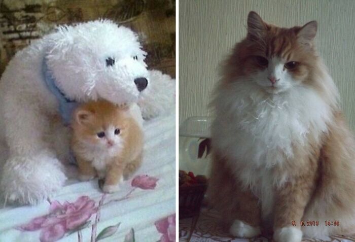 Wait Till You See These Kittens All Grown Up!