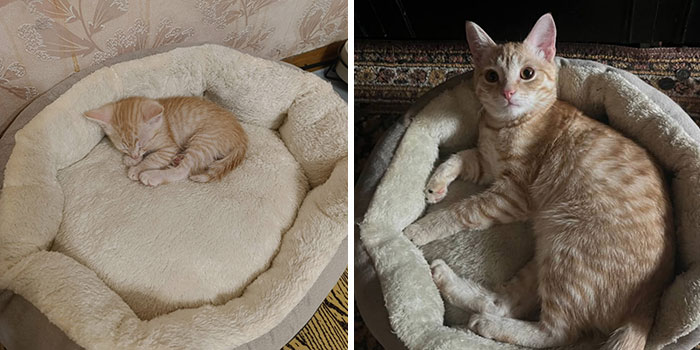 Wait Till You See These Kittens All Grown Up!