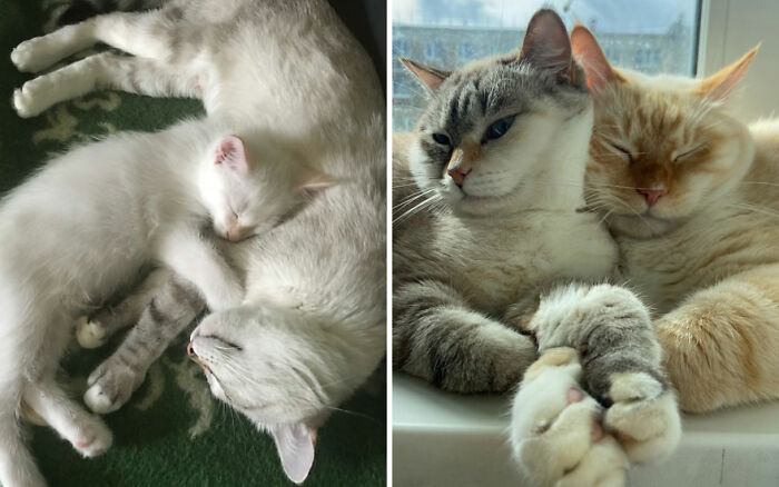 Wait Till You See These Kittens All Grown Up!