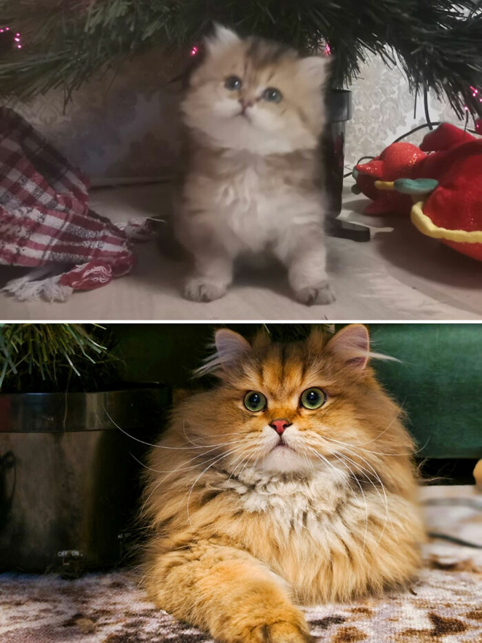 Wait Till You See These Kittens All Grown Up!