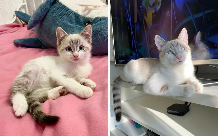 Wait Till You See These Kittens All Grown Up!