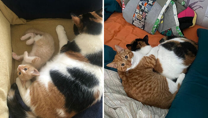 Wait Till You See These Kittens All Grown Up!