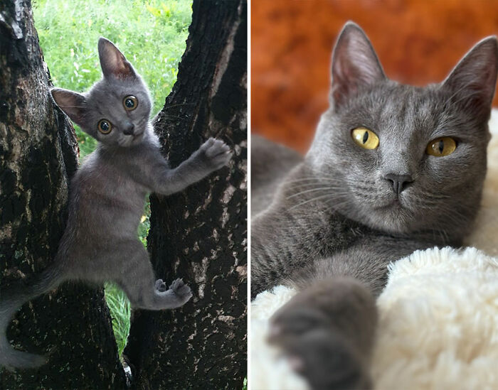 Wait Till You See These Kittens All Grown Up!