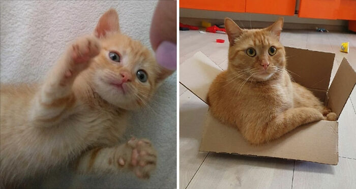 Wait Till You See These Kittens All Grown Up!