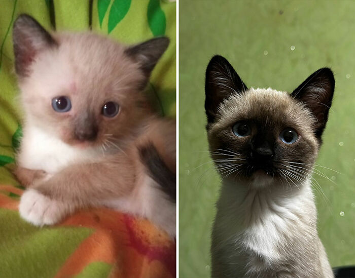 Wait Till You See These Kittens All Grown Up!