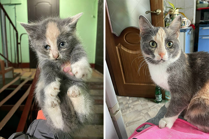 Wait Till You See These Kittens All Grown Up!