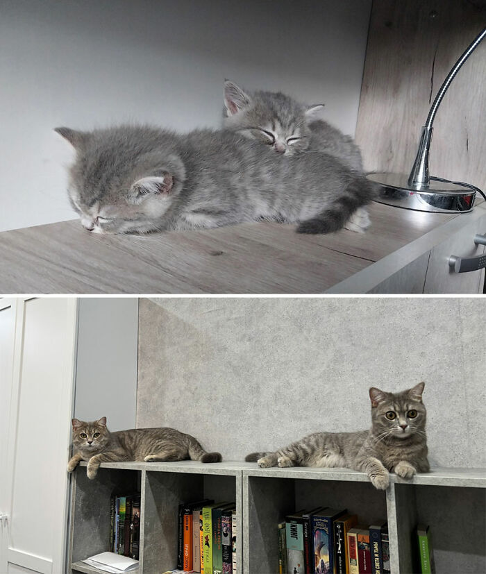 Wait Till You See These Kittens All Grown Up!