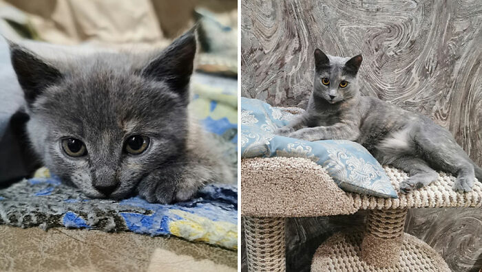 Wait Till You See These Kittens All Grown Up!