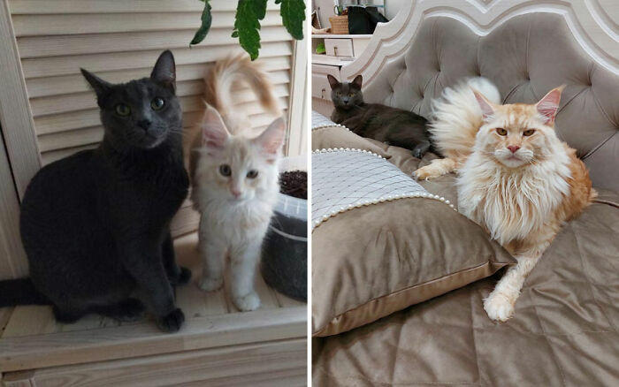 Wait Till You See These Kittens All Grown Up!
