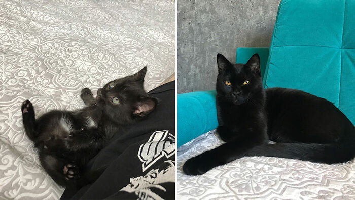 Wait Till You See These Kittens All Grown Up!