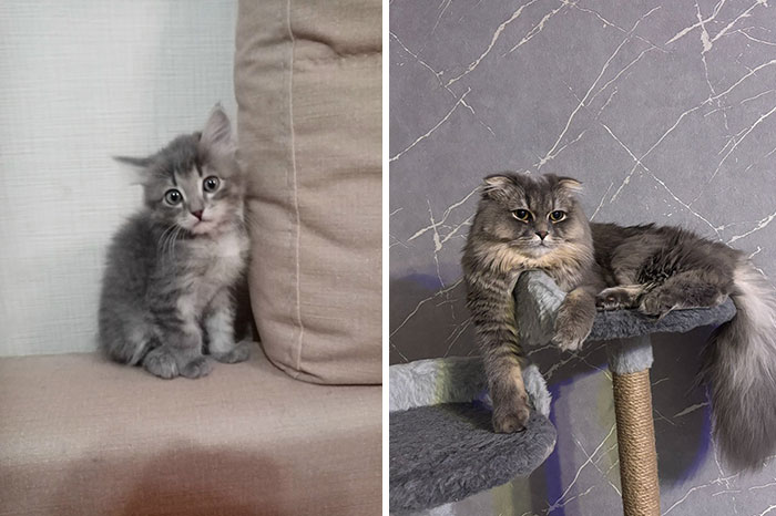 Wait Till You See These Kittens All Grown Up!